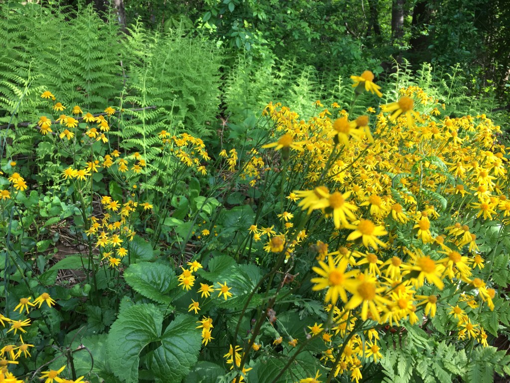 A woodland scene of flowers and ferns.